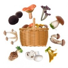НДС: какую ставку применять при ввозе и продаже грибов 