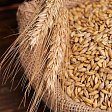 Минсельхоз введет новые нормы естественной убыли зерна при хранении