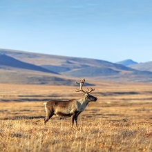 Охотхозяйствам изменили срок сдачи отчета о выданных разрешениях и сумме сбора