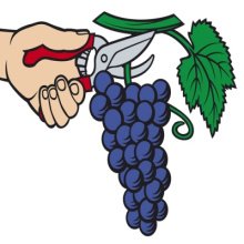 Для виноградарей утвердили электронный формат урожайной декларации