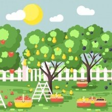 ЕСХН: как учитываются расходы на саженцы плодовых деревьев