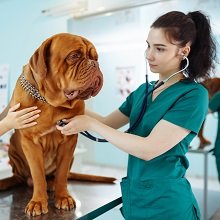 Ветеринарным работникам сохранят условия установления сокращенной недели и дополнительного отпуска 