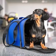 Нужно ли платить НДФЛ со стоимости полученного в дар породистого животного