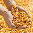 Правительство ввело экспортную пошлину на масличный лен и квоты на вывоз кукурузы